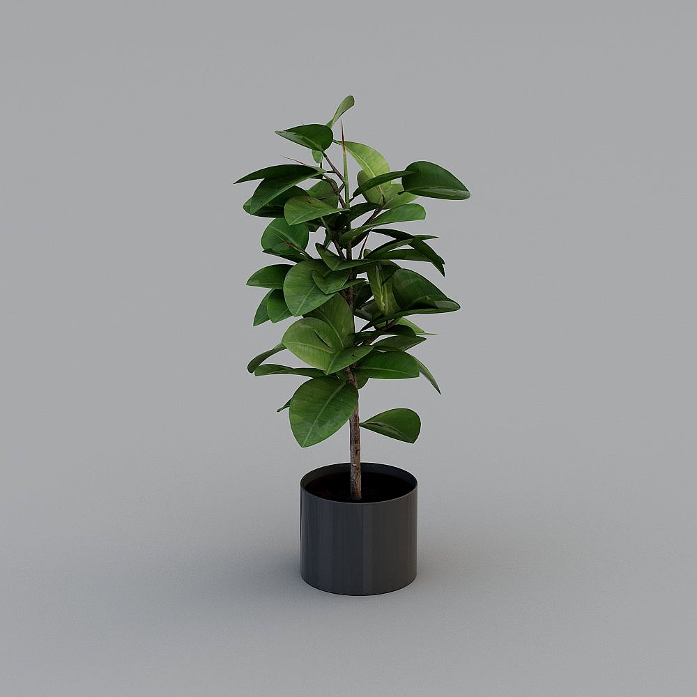 植物06