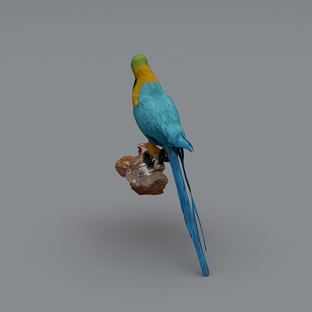 鹦鹉3D模型