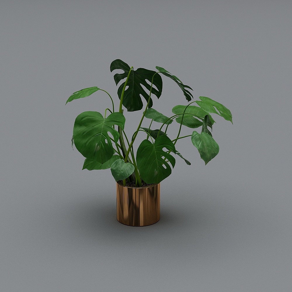 龟背竹3D模型