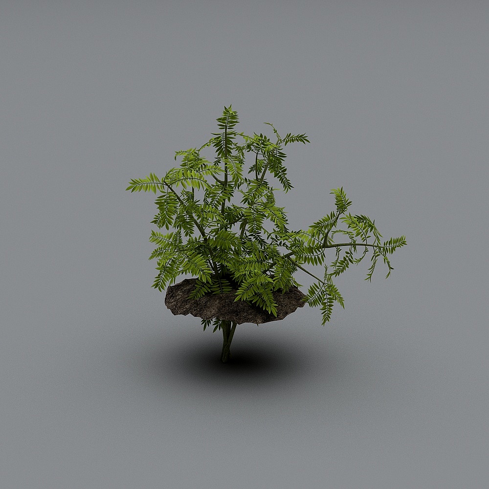 植物3