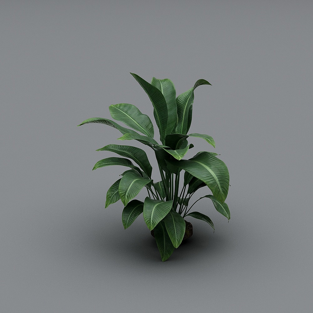大植物3D模型
