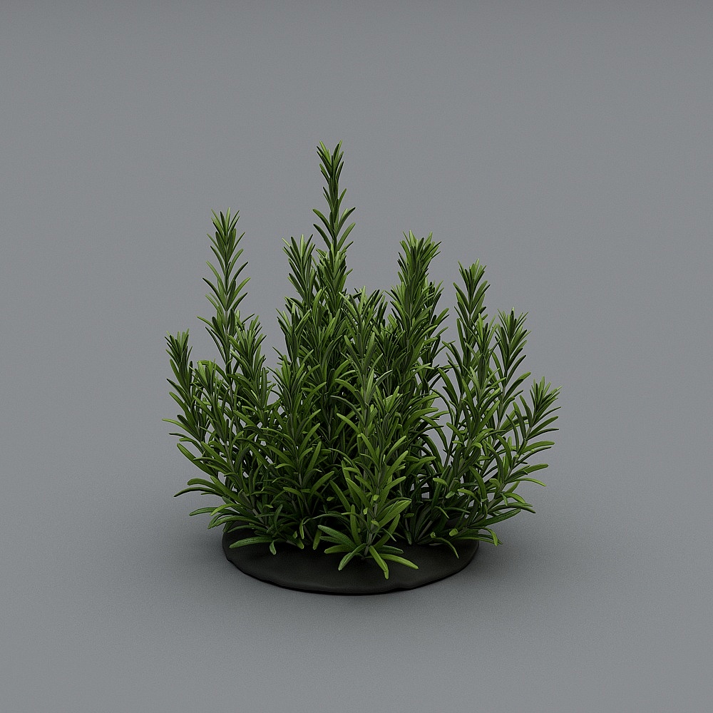 小植物1