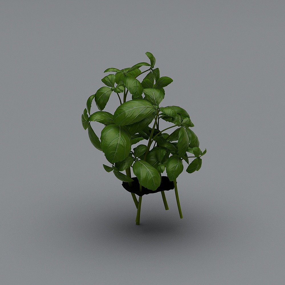 小植物23D模型