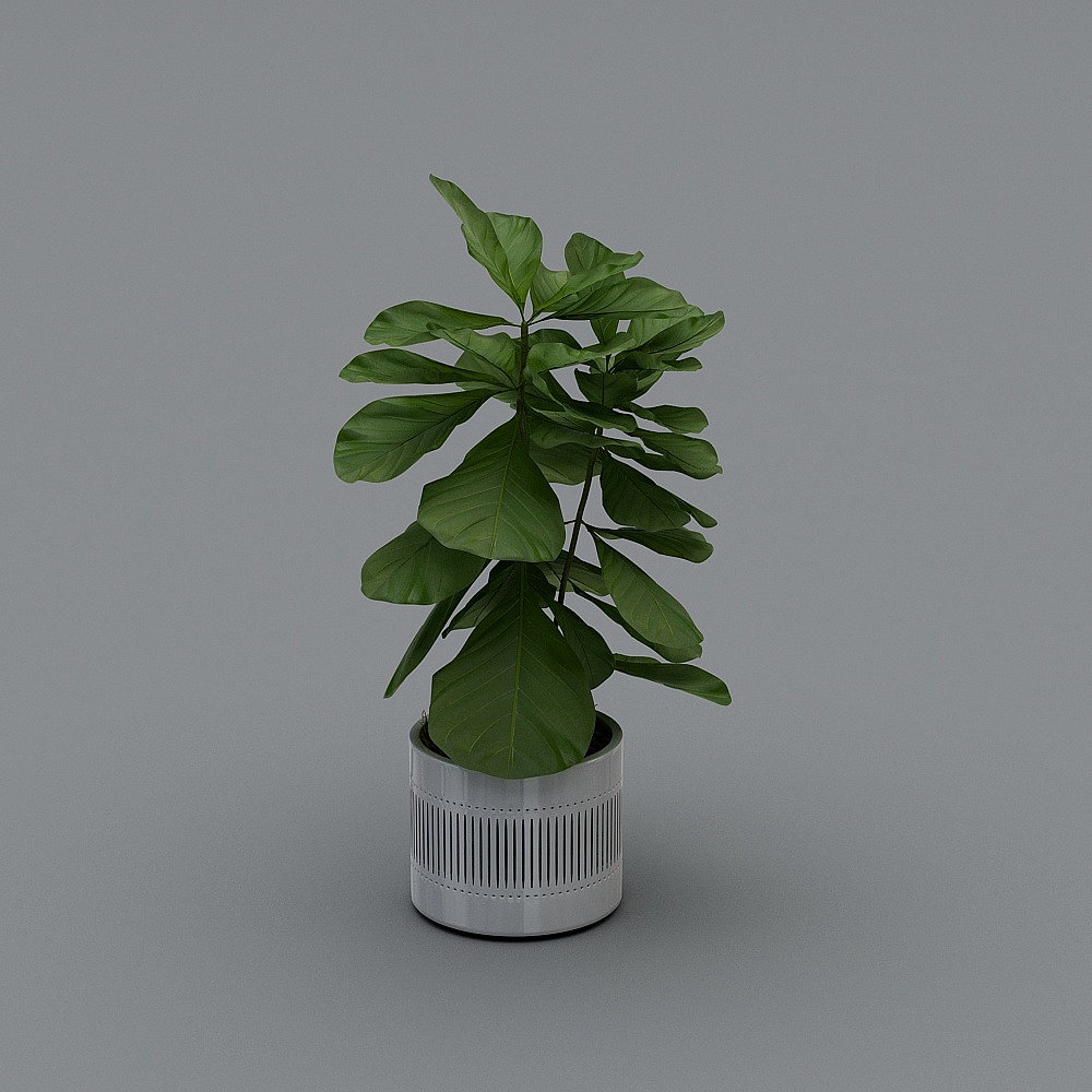 琴叶榕2花盆3D模型