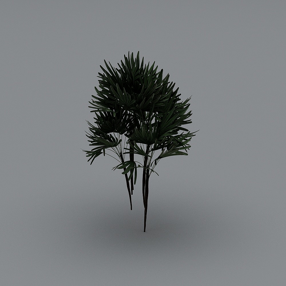 C植物叶子3D模型