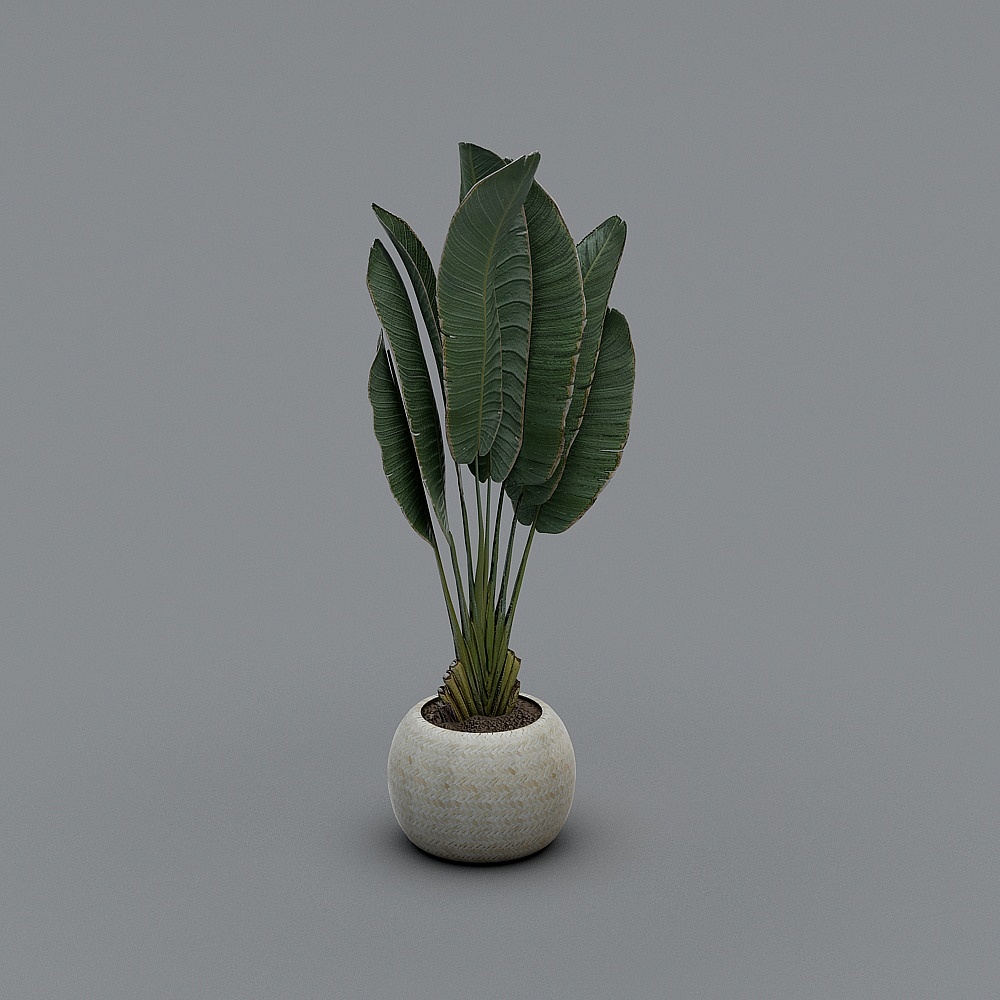芭蕉叶大植物