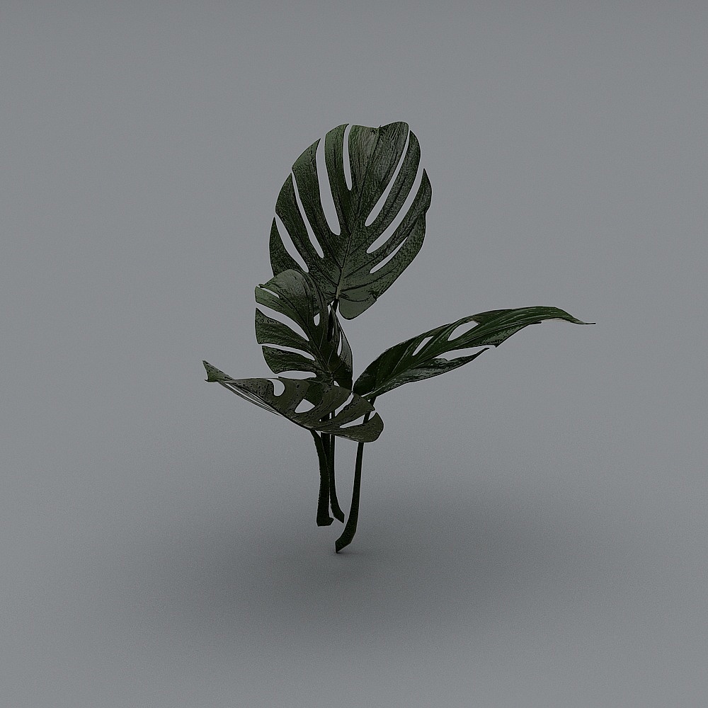 D植物叶子
