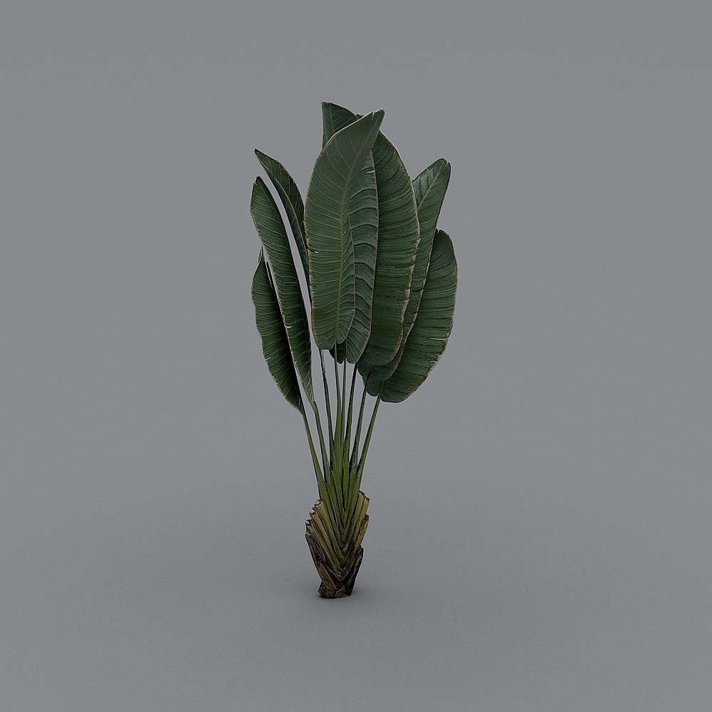 F植物叶子3D模型