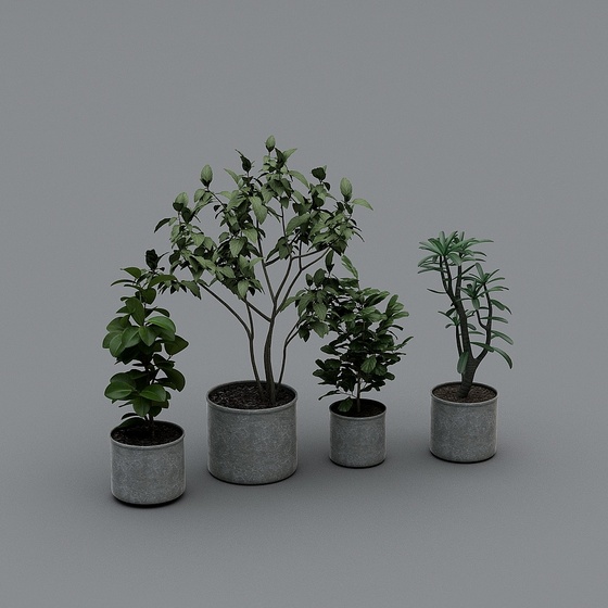 Modern Plants,Plants,Black