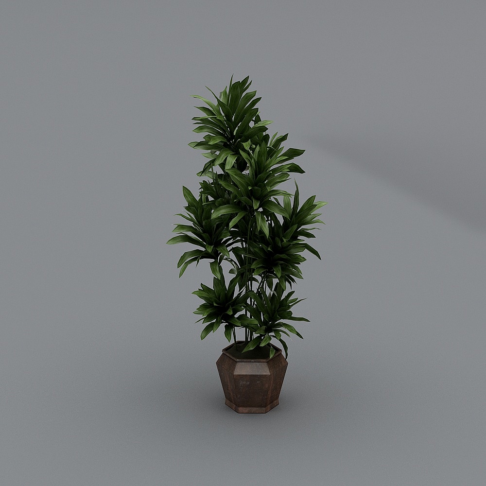 植物1