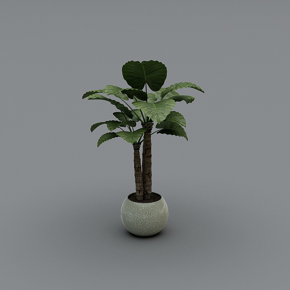 雅莎罗_美式_大绿植3D模型