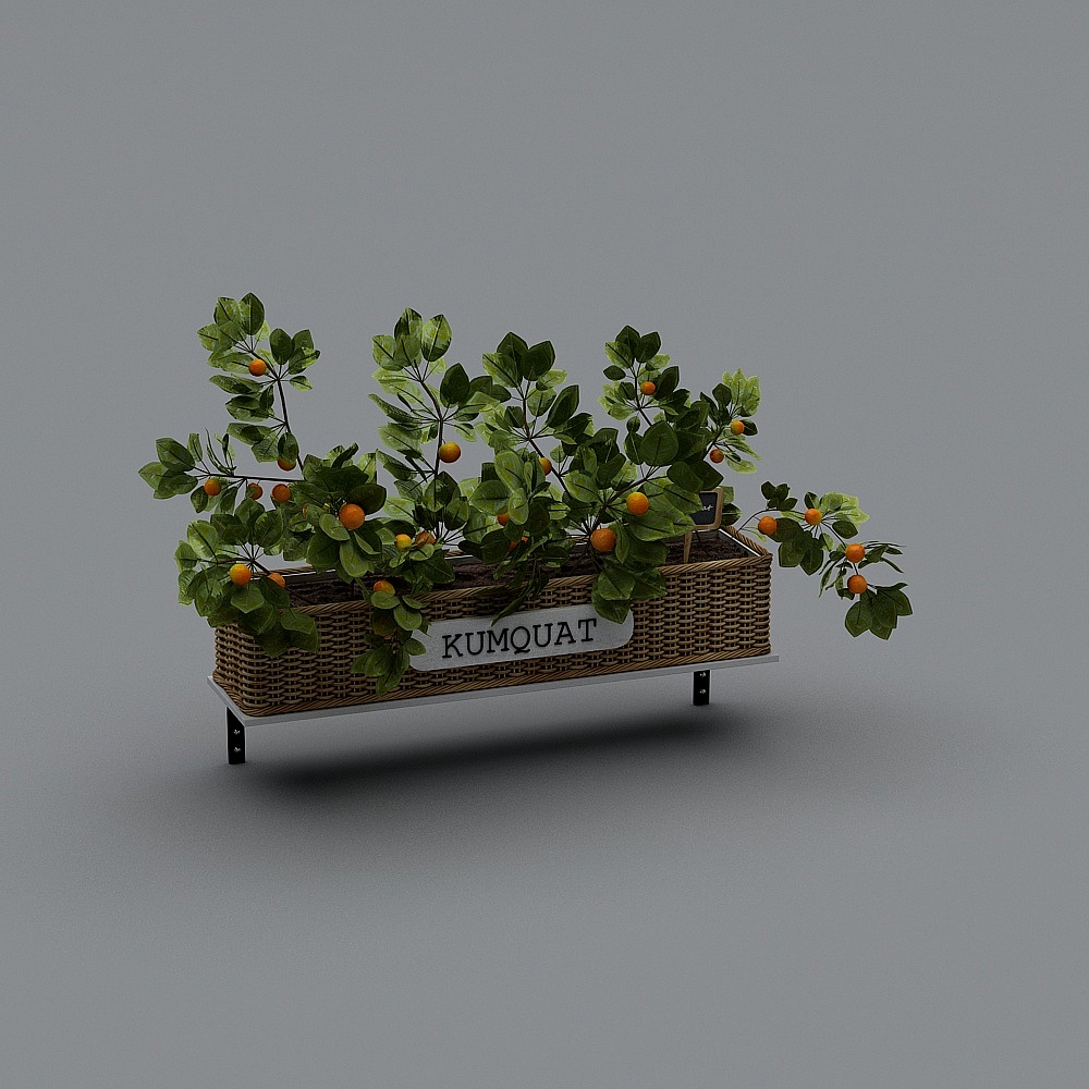 植物4