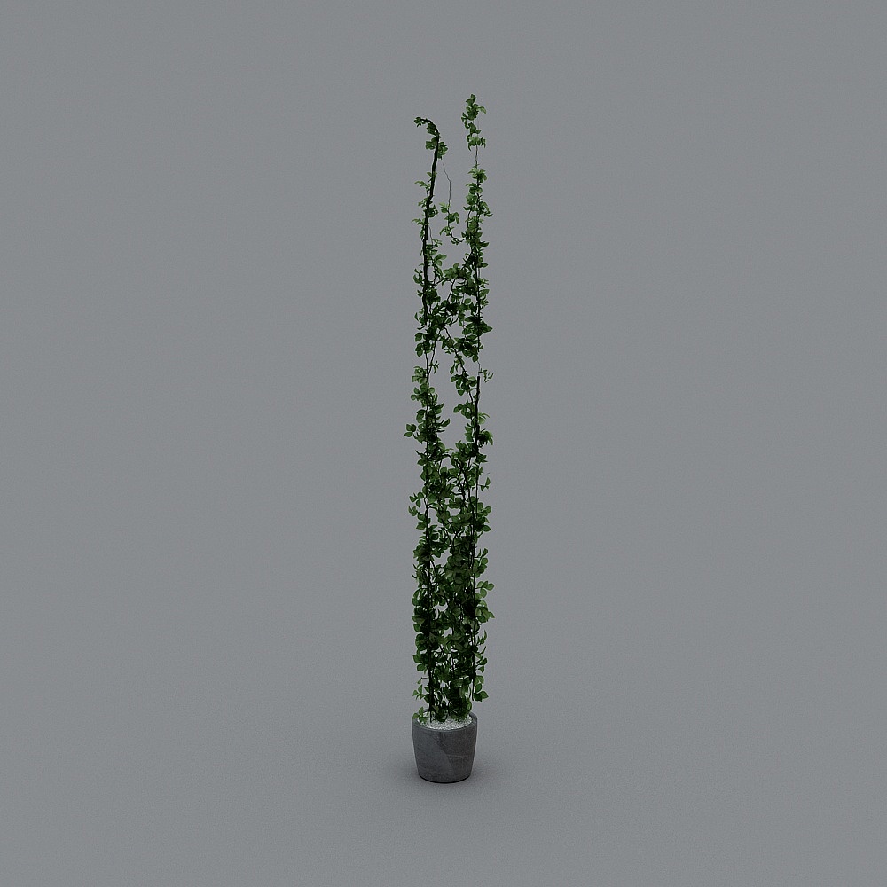 绿植03