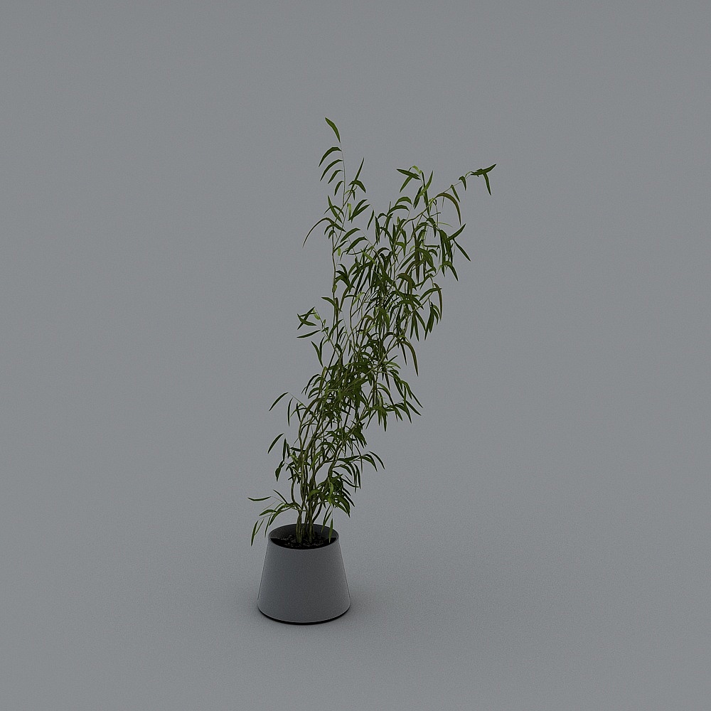植物-YB