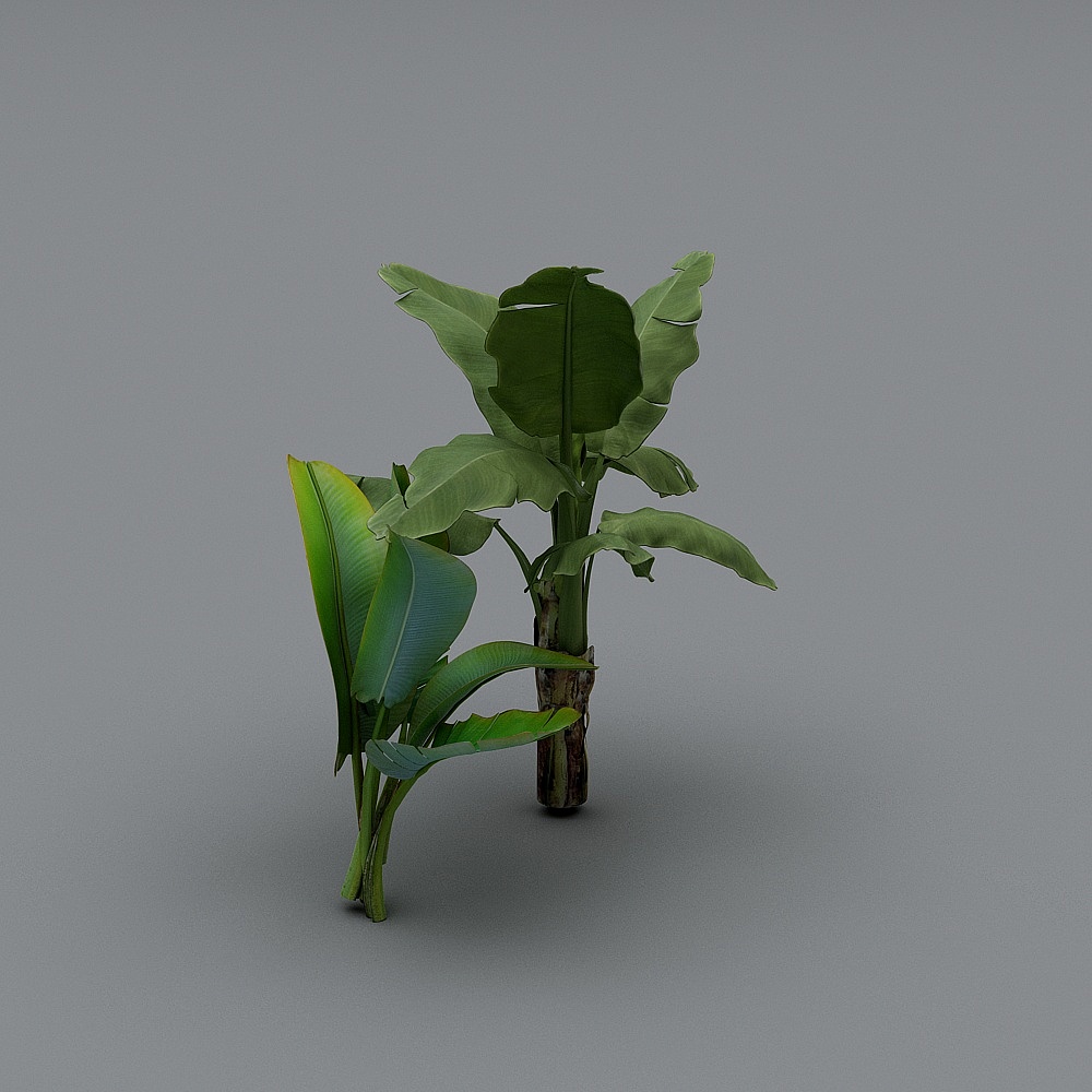 室外-芭蕉树-xs3D模型