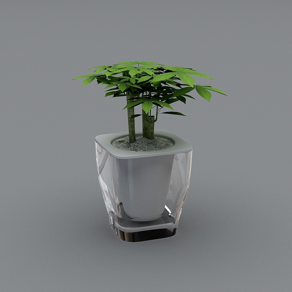 发财树_玻璃盆3D模型