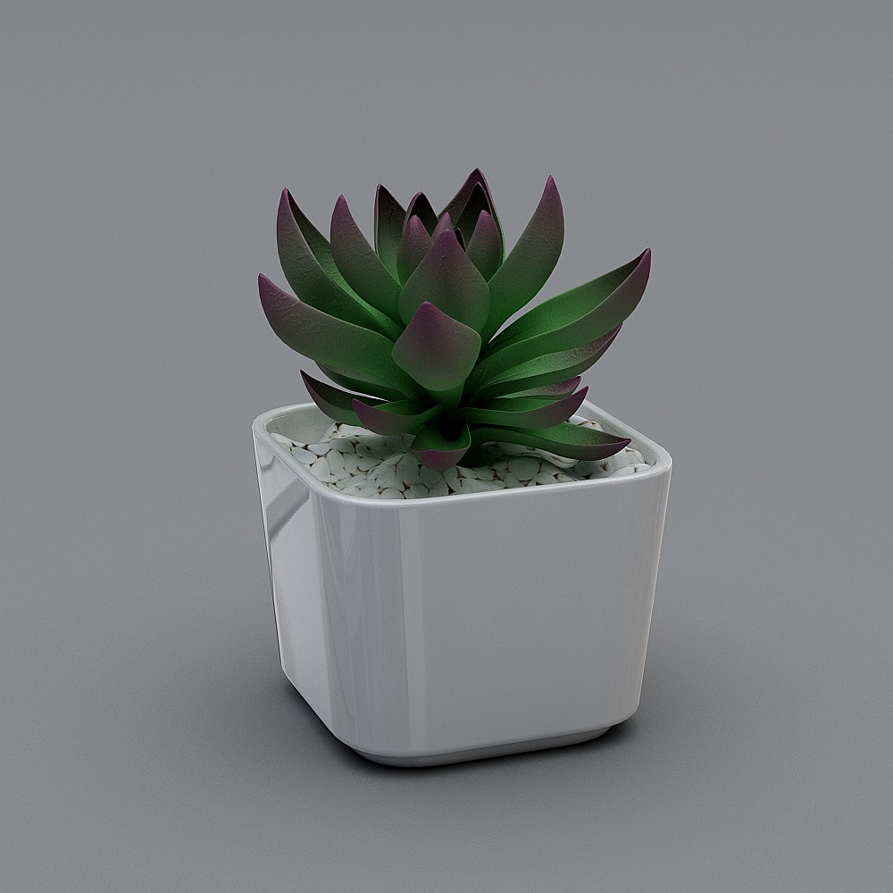 白底多肉53D模型