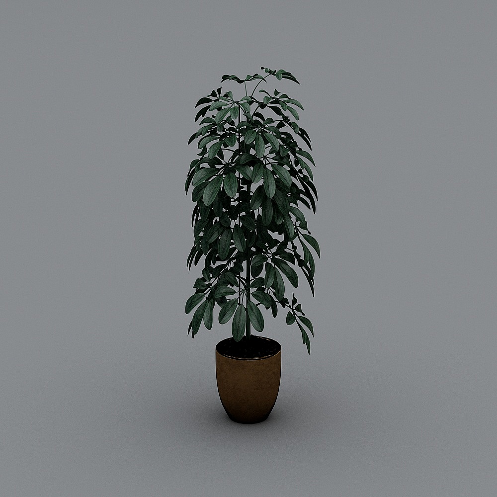绿植-LS