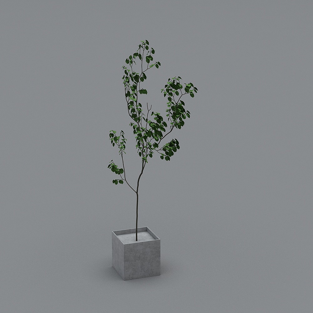 绿植-LS
