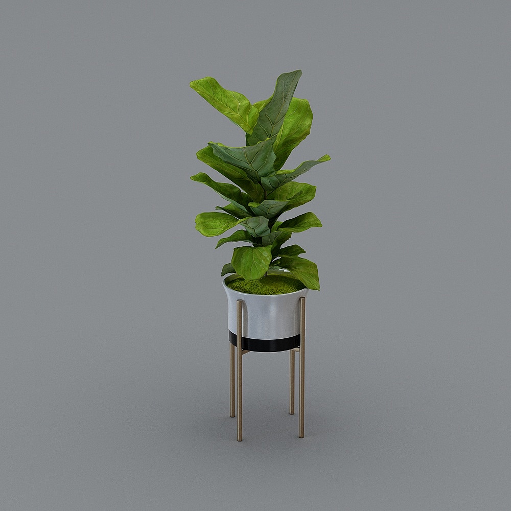 绿植