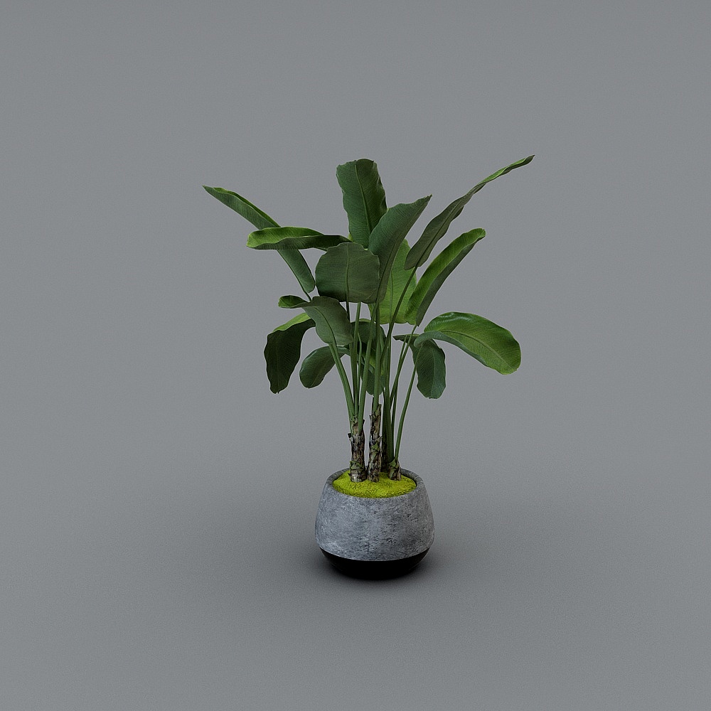 绿植