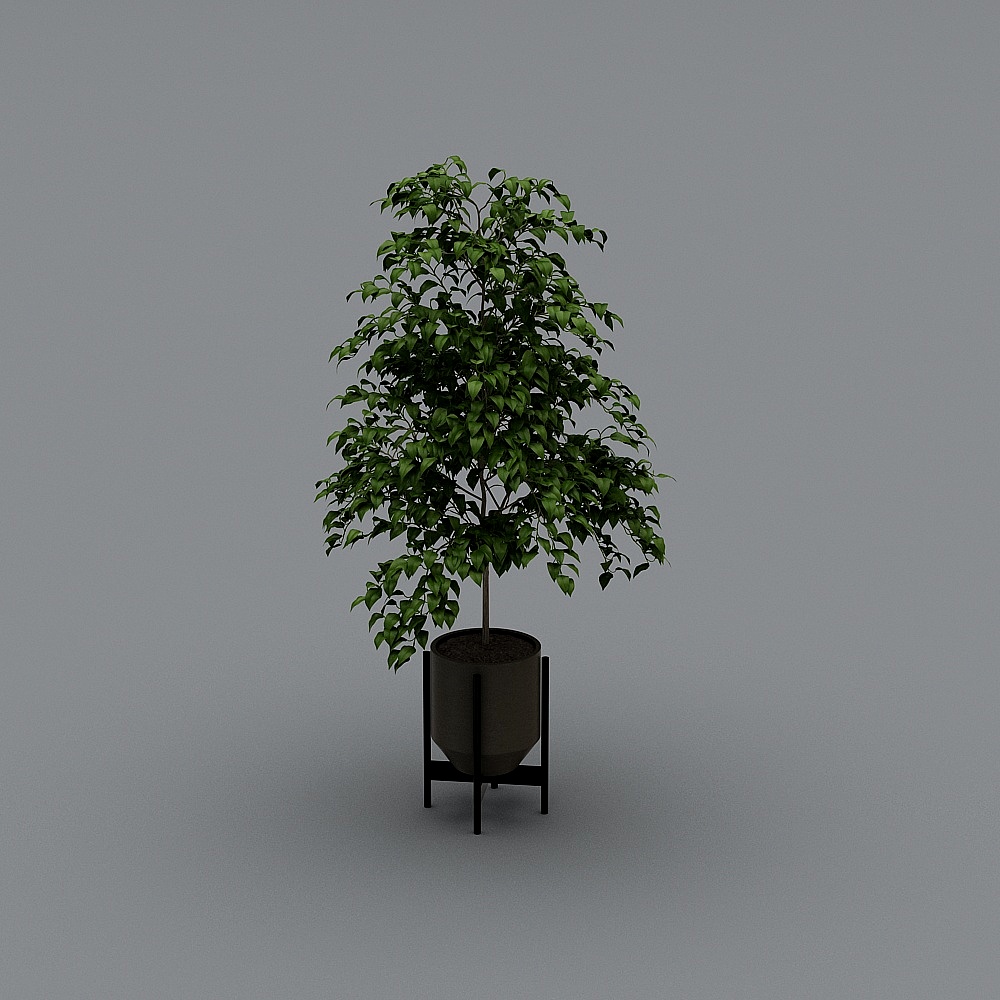 绿植
