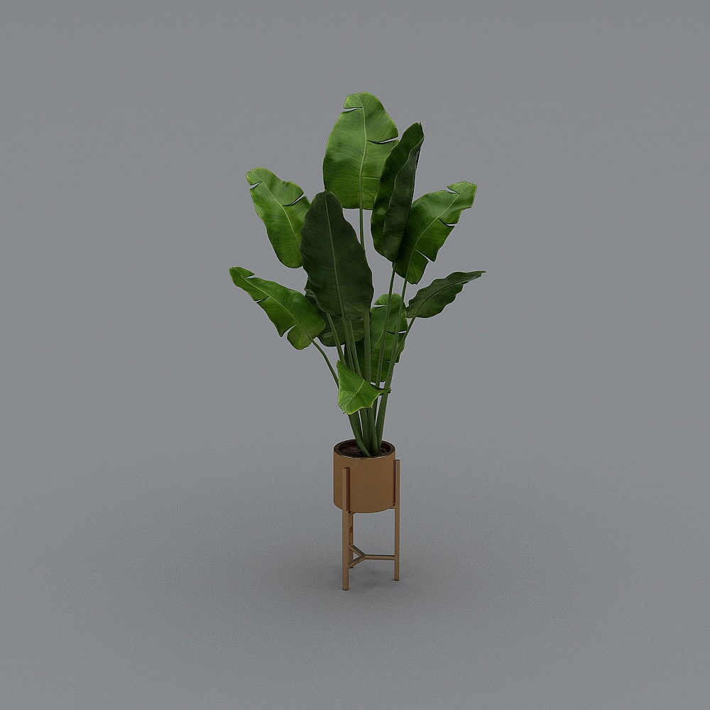 绿植