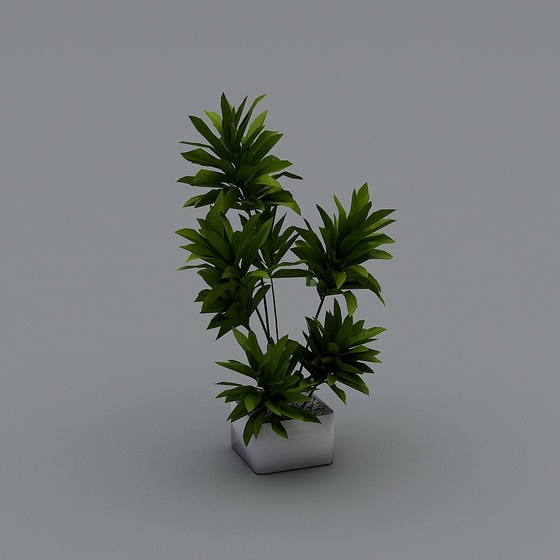 plant bonsai potted plant