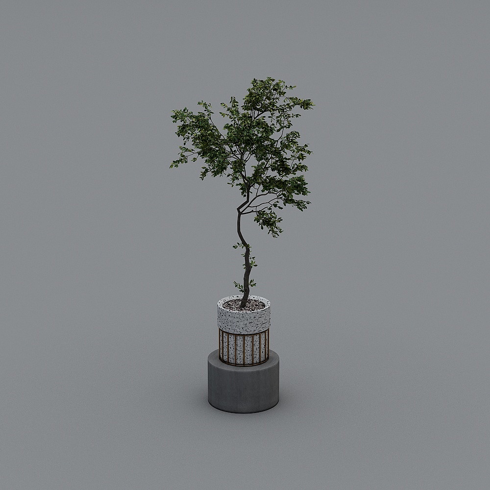 盆栽5
