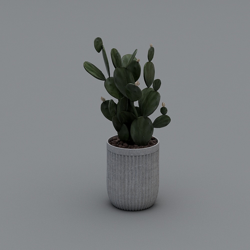 植物27