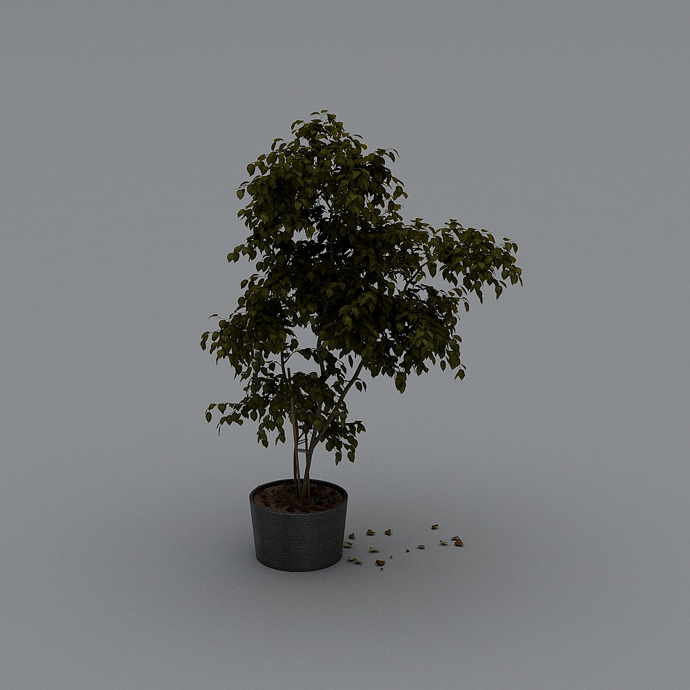 绿植-LS