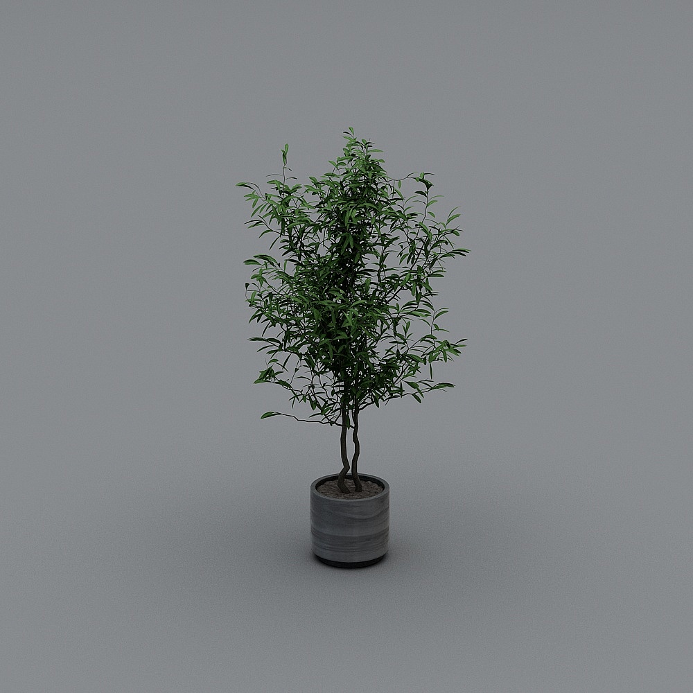 盆栽5