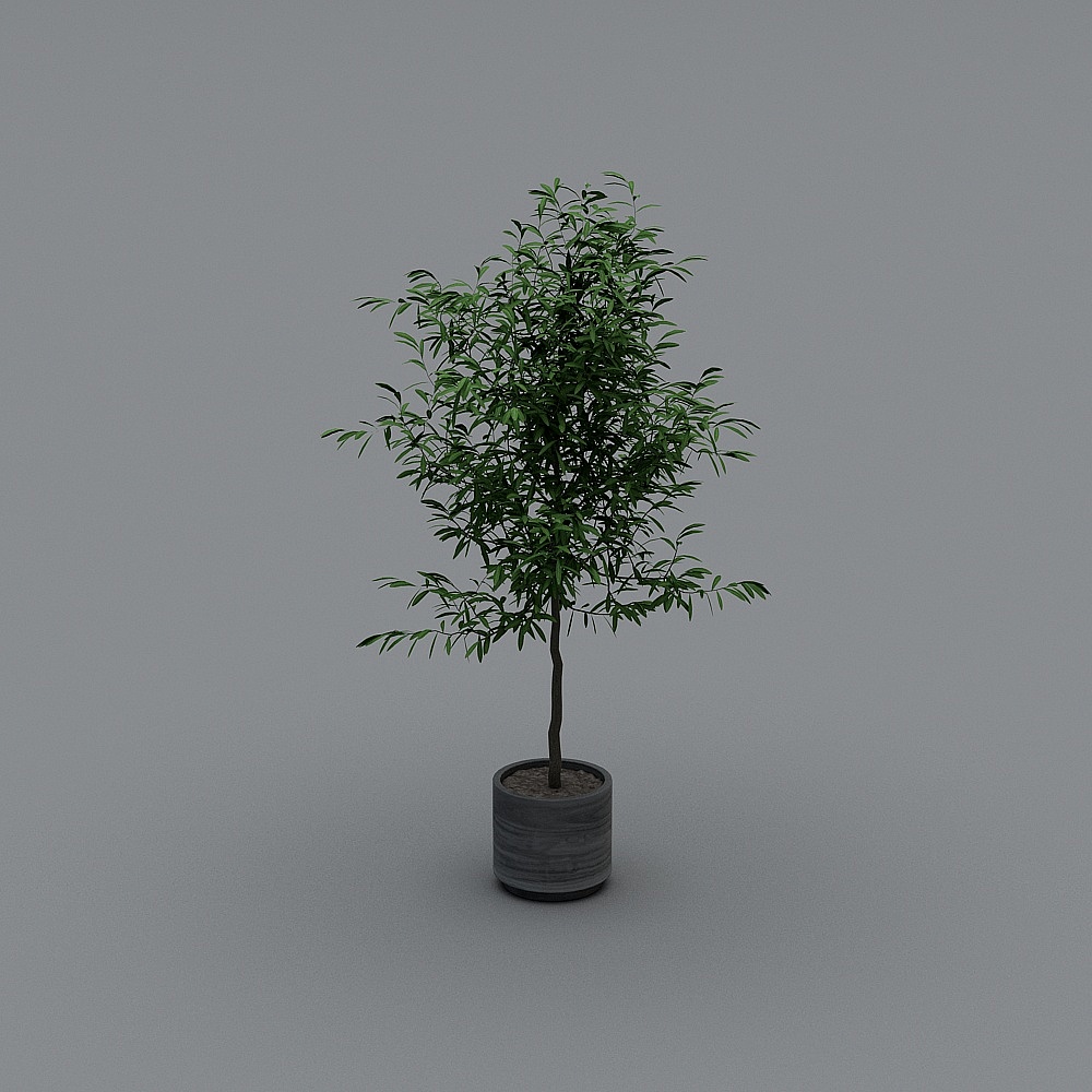 盆栽6