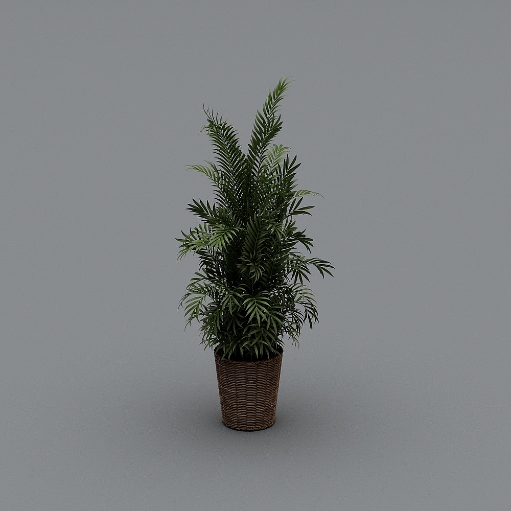 绿植-LS
