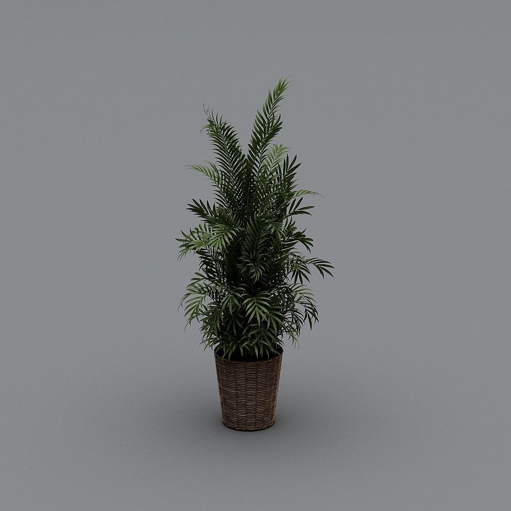 绿植-LS