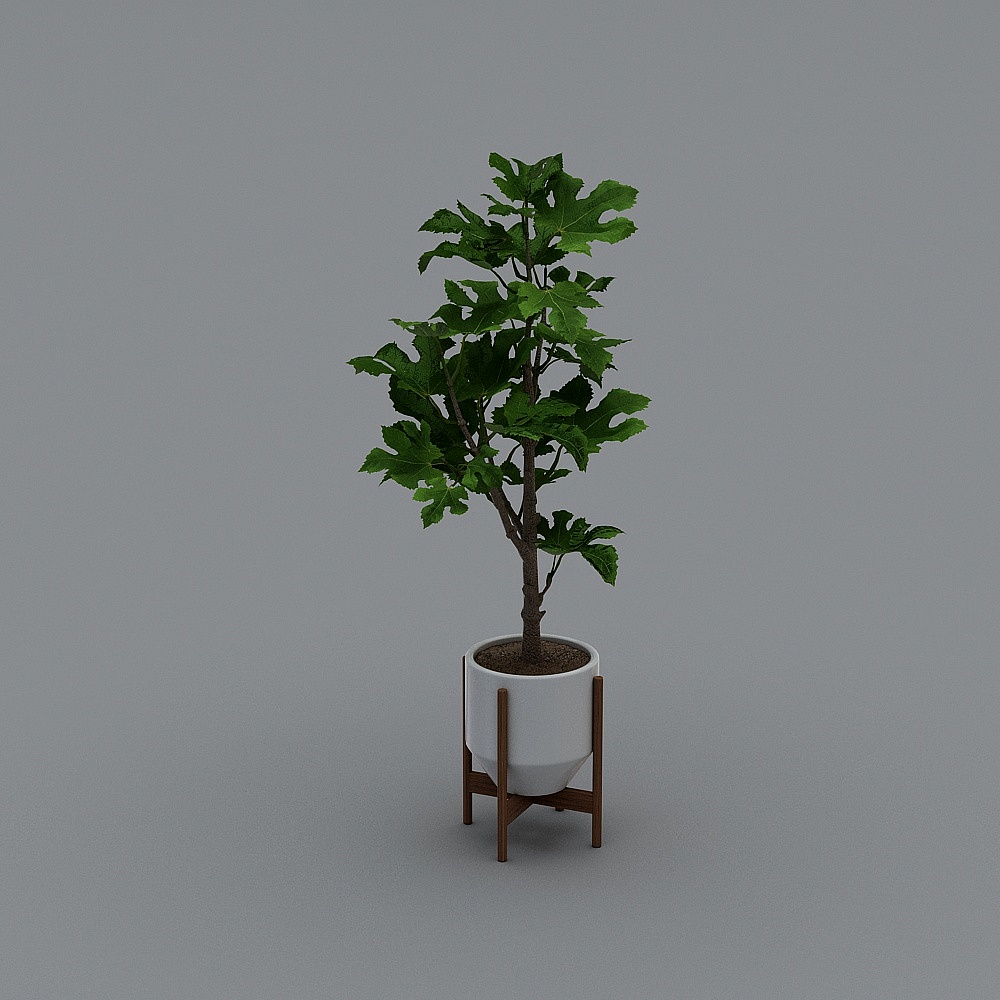 植物2011