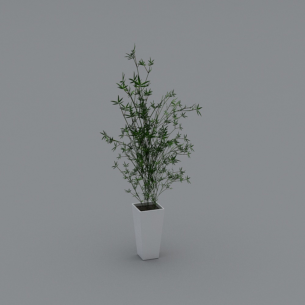 Indoor Plants & Terrarium