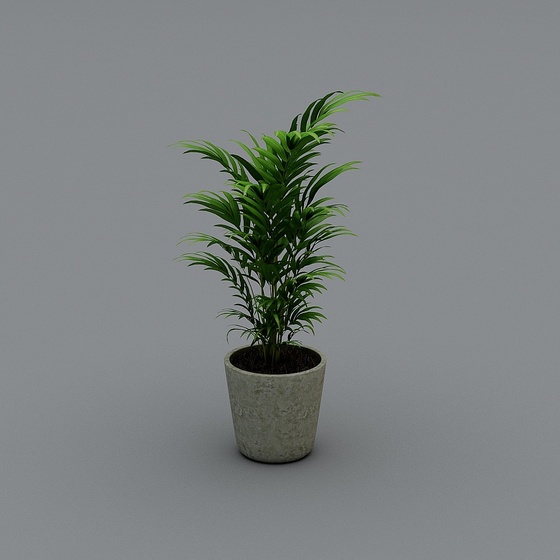 Modern Plants,Plants,Black