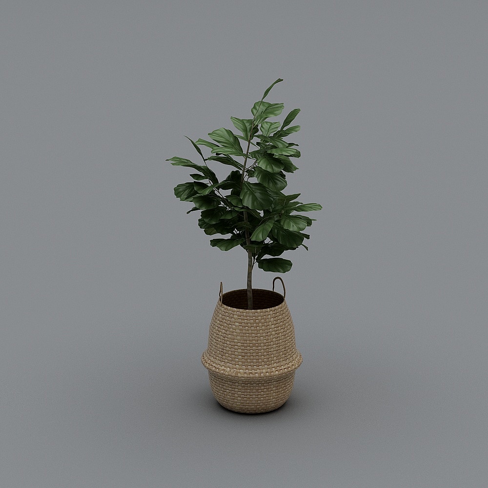 Fiddle Leaf Fig Tree in Basket