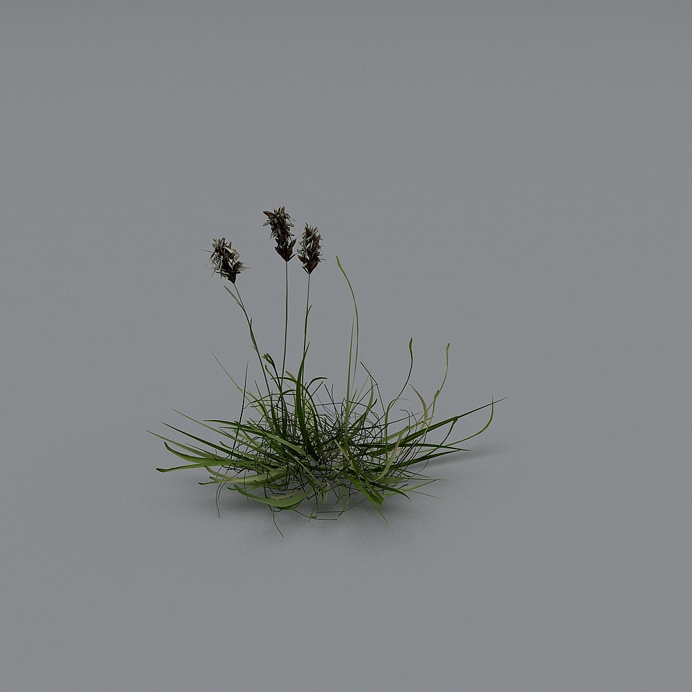 户外植物-563D模型