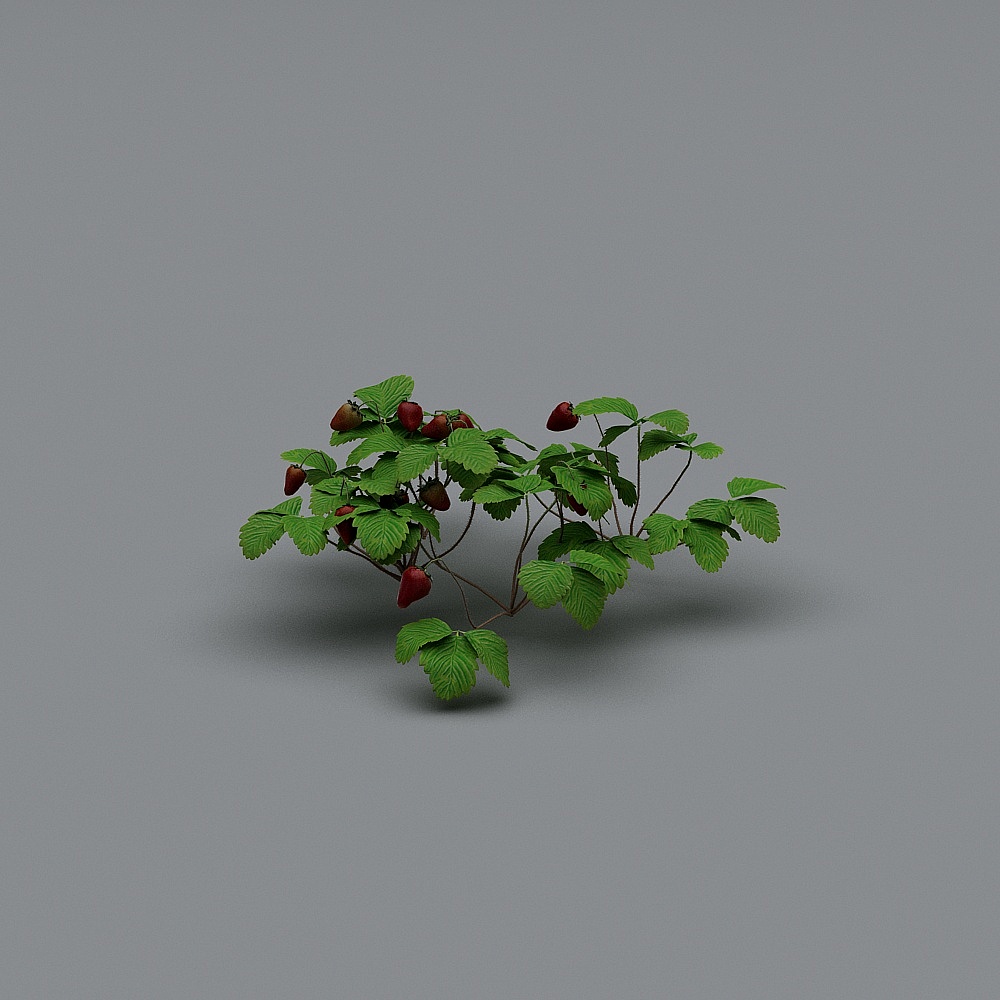 现代草莓-2