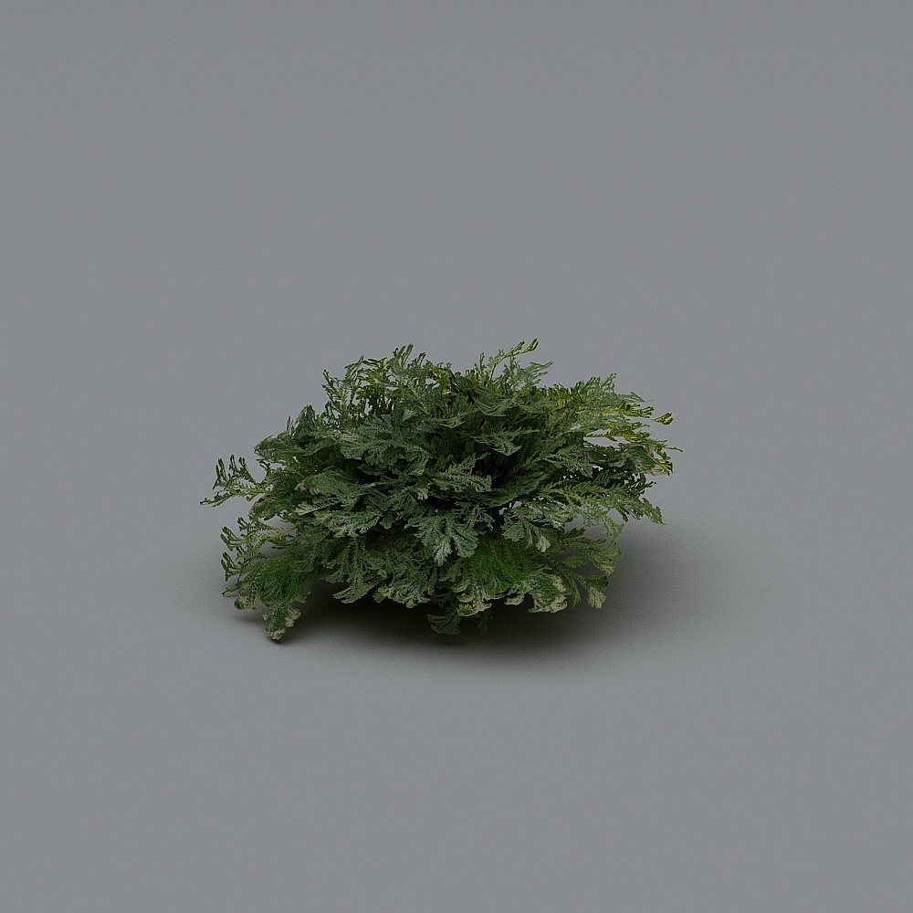 现代灌木5-33D模型