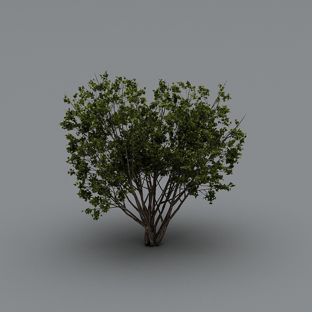 现代灌木13-23D模型