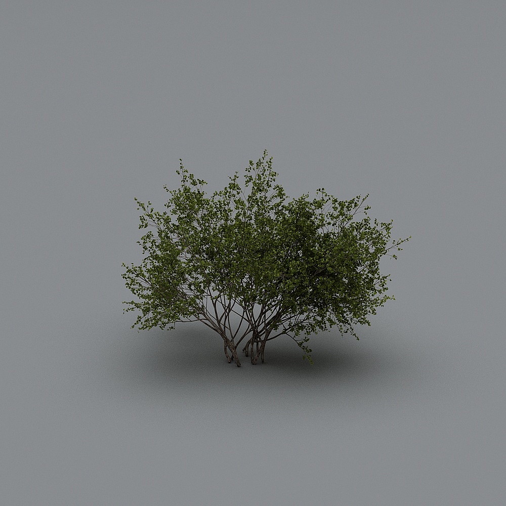 现代灌木13-53D模型