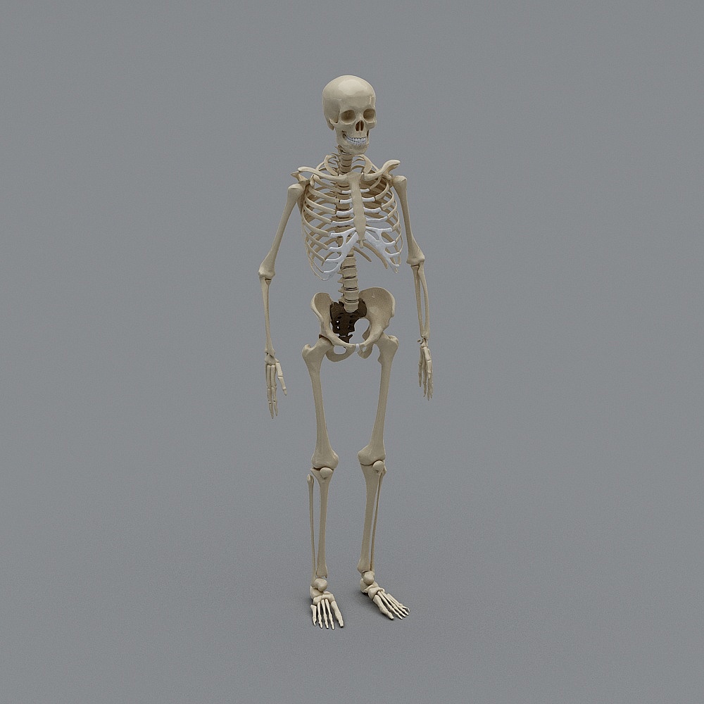 现代医院办公室-人体骨架3D模型