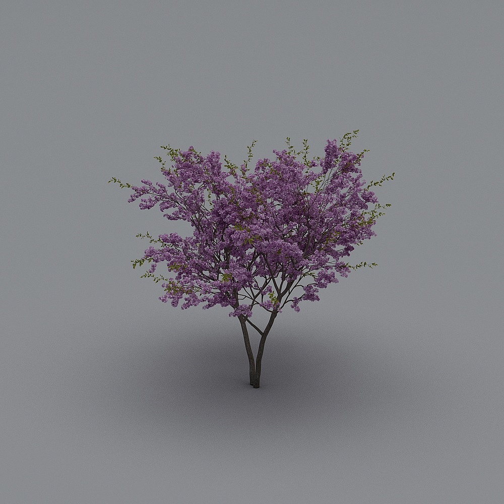 现代树-樱花B