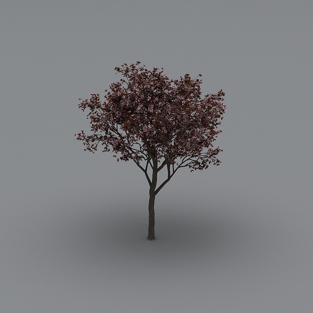 现代树-樱花3D模型