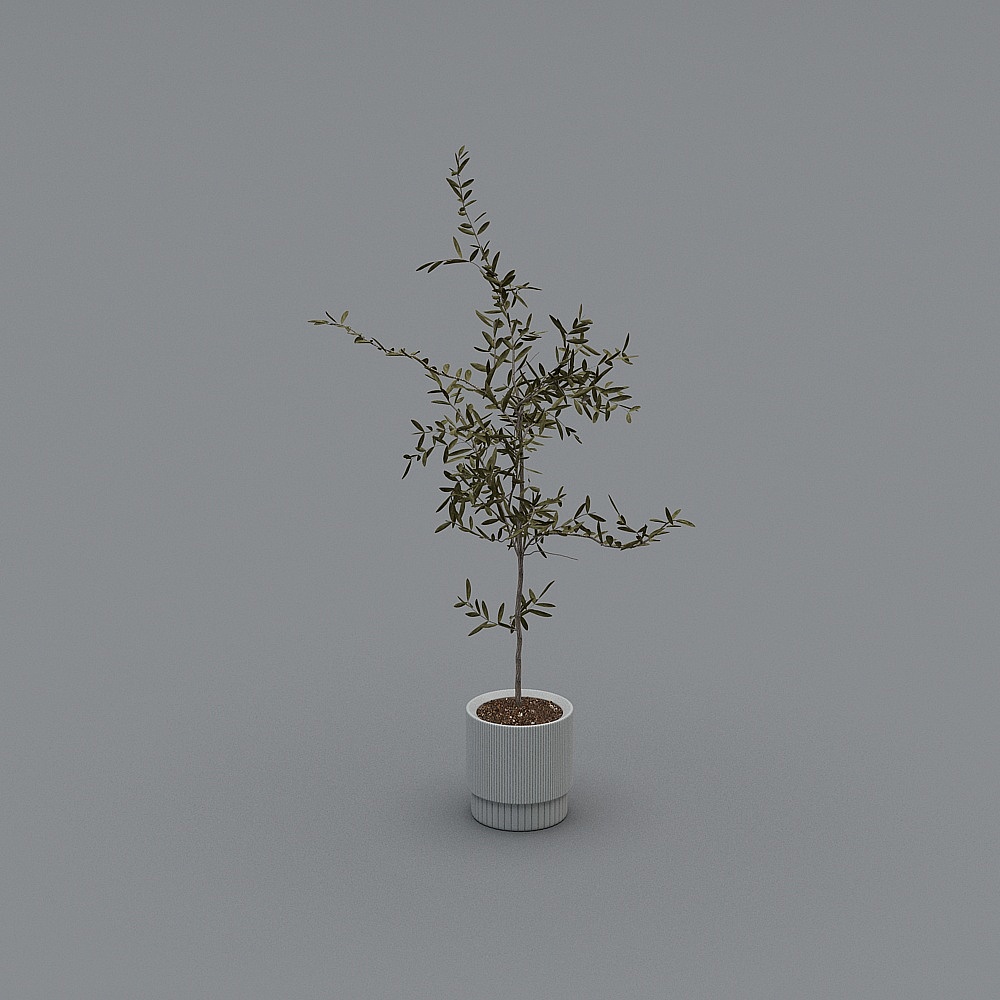 绿植-LS