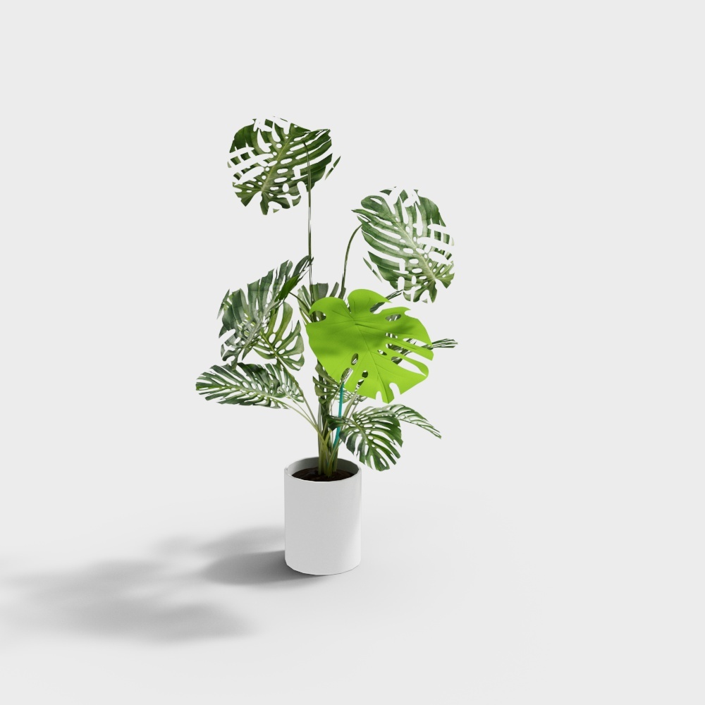 140龟背叶3D模型