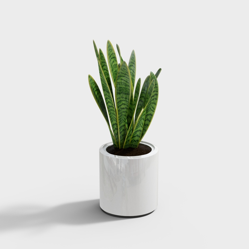 90虎皮兰3D模型